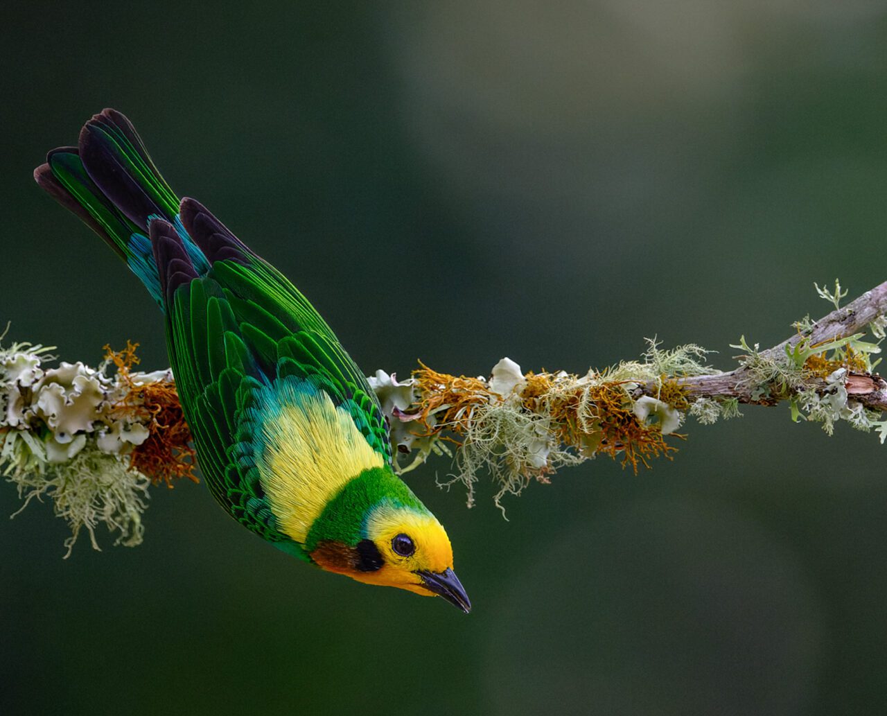 Multicolored Tanager