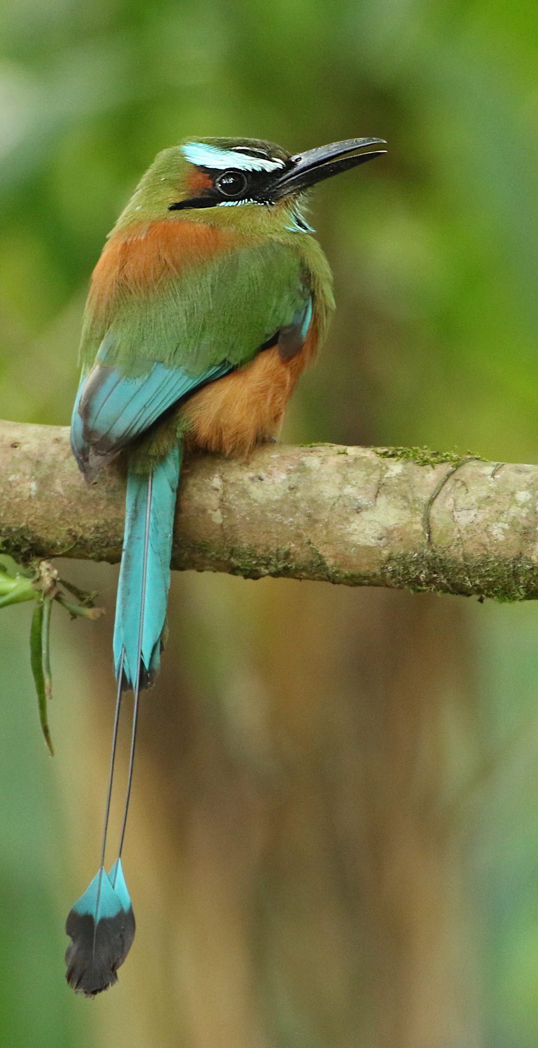 Turquoise-browed Motmot